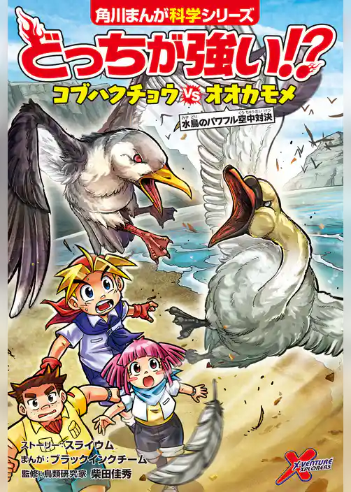 どっちが強い!?　コブハクチョウvsオオカモメ　水鳥のパワフル空中対決