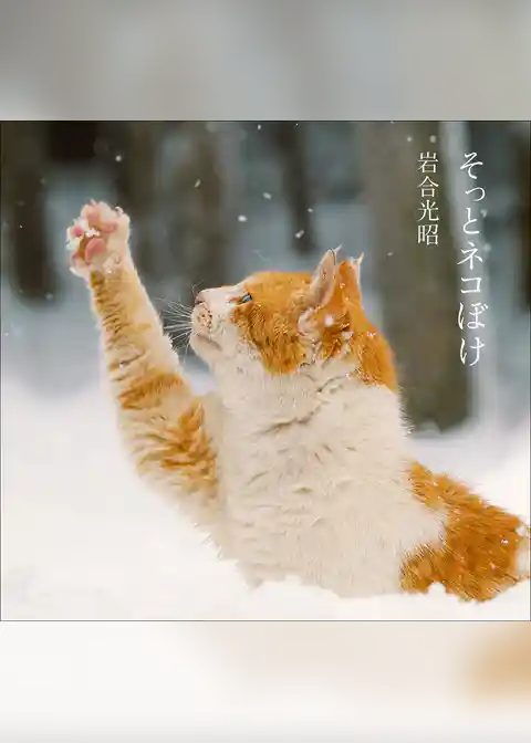 そっとネコぼけ　岩合光昭写真集