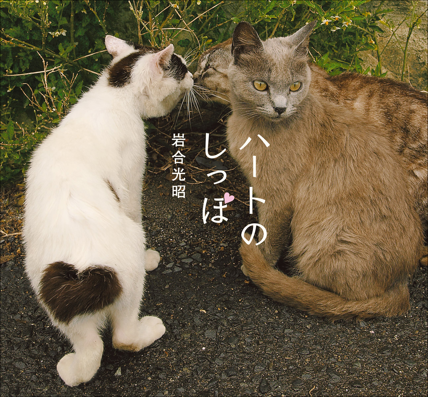 写真集 岩合さんの好きなネコ／岩合光昭