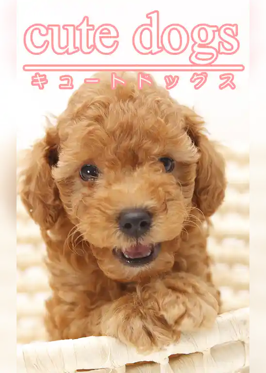 cute dogs01 トイプードル