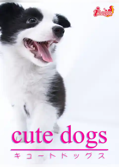 cute dogs03 ボーダー・コリー