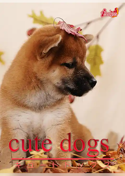 cute dogs06 柴犬