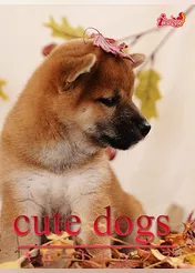 cute dogs06 柴犬