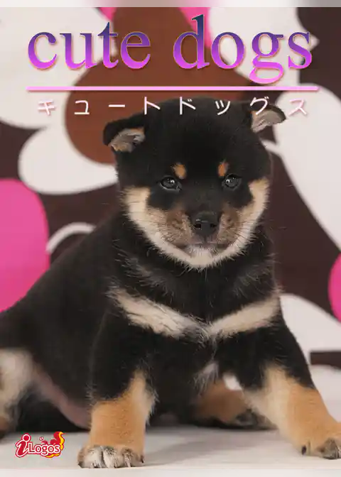 cute dogs08 柴犬