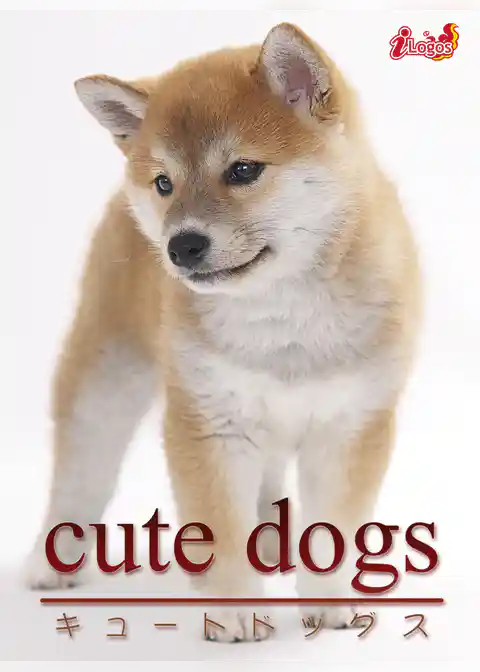 cute dogs09 柴犬