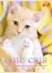 cute cats04 マンチカン
