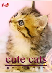 cute cats05 マンチカン