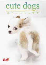 cute dogs12 チワワ