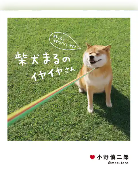 柴犬まる