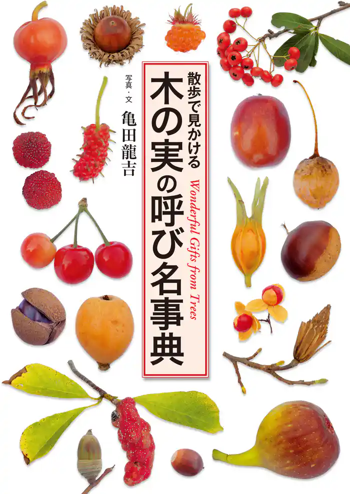 木の実の呼び名事典 散歩で見かける