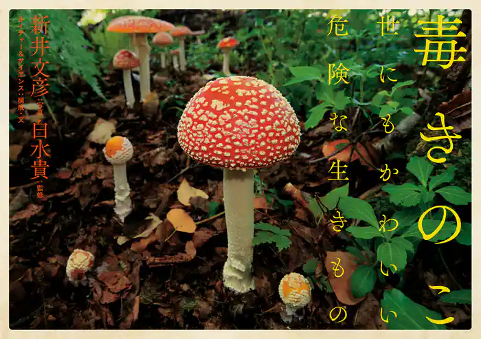 毒きのこ 世にもかわいい危険な生きもの