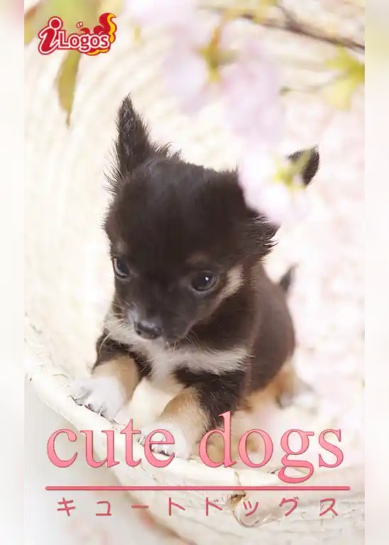 cute dogs17 チワワ