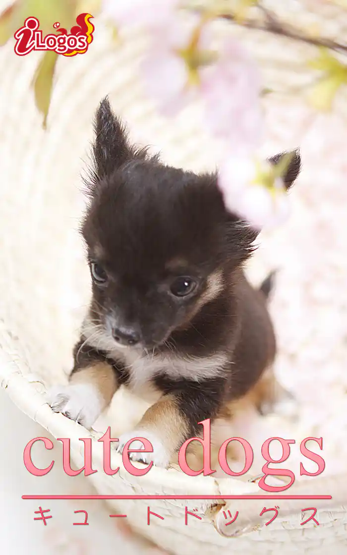 cute dogs17 チワワ