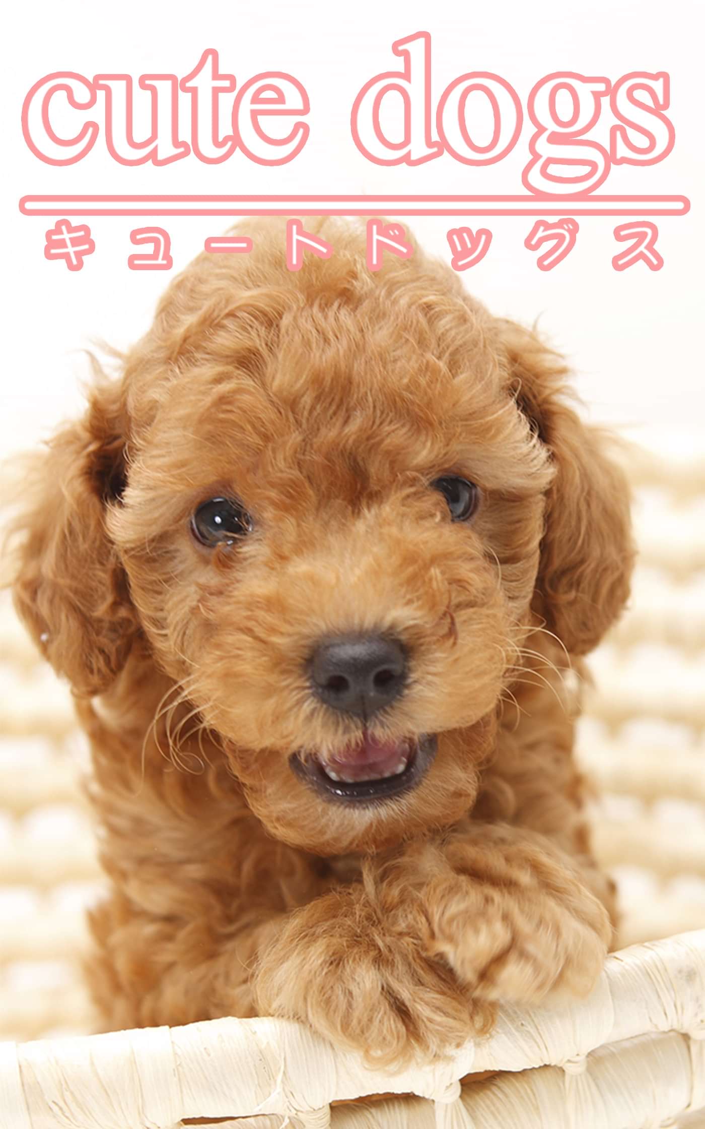Cute Dogs01 トイプードル 写真集 電子書籍 U Next 初回600円分無料 Cute Dogs01 トイプードル 写真集 電子書籍 U Next 初回600円分無料