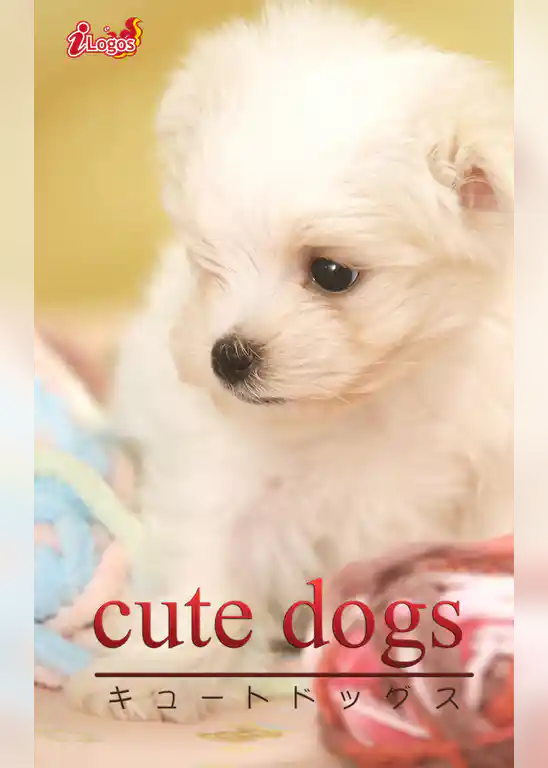 cute dogs32 マルチーズ