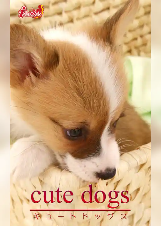 cute dogs33 ウェルシュ・コーギー