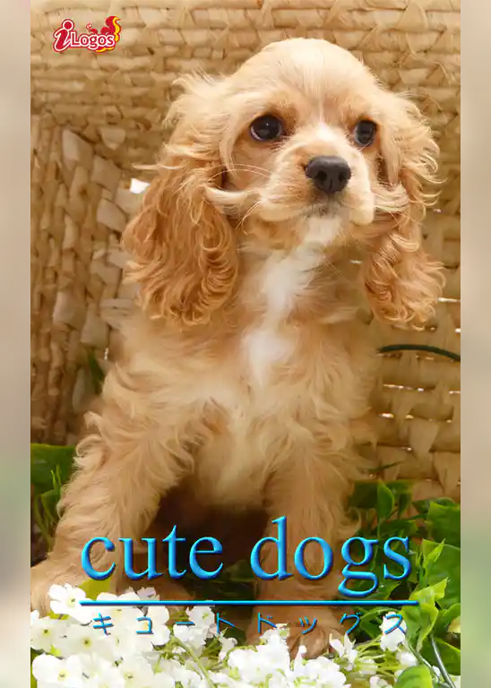 cute dogs36 アメリカンコッカースパニエル