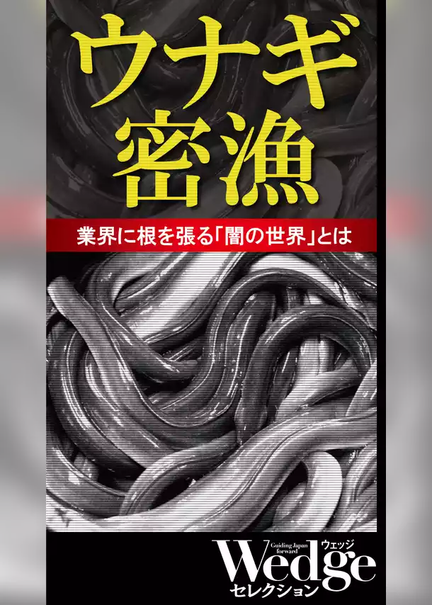 ウナギ密漁 業界に根を張る「闇の世界」とは （Wedgeセレクション No.47）