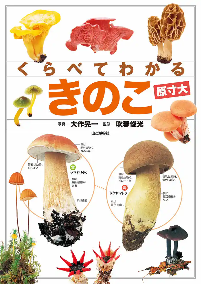くらべてわかる きのこ (原寸大)