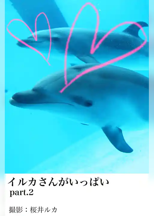 イルカさんがいっぱいpart.2