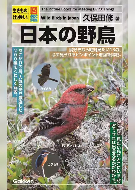 日本の野鳥