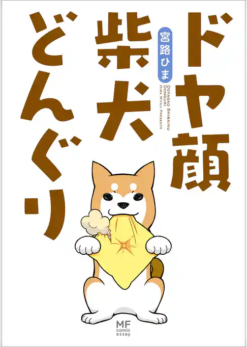 ドヤ顔柴犬どんぐり