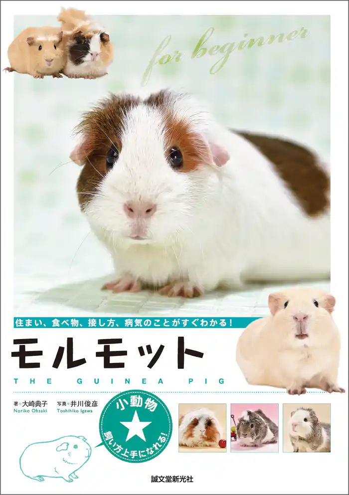 モルモット：住まい、食べ物、接し方、病気のことがすぐわかる！