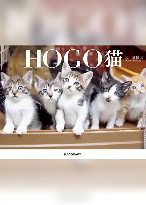 HOGO猫