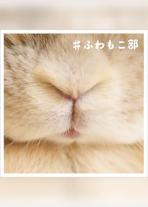 ＃ふわもこ部