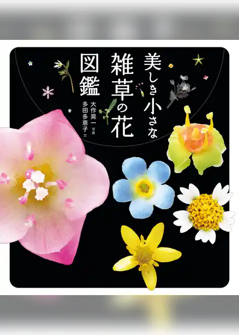 美しき小さな雑草の花図鑑