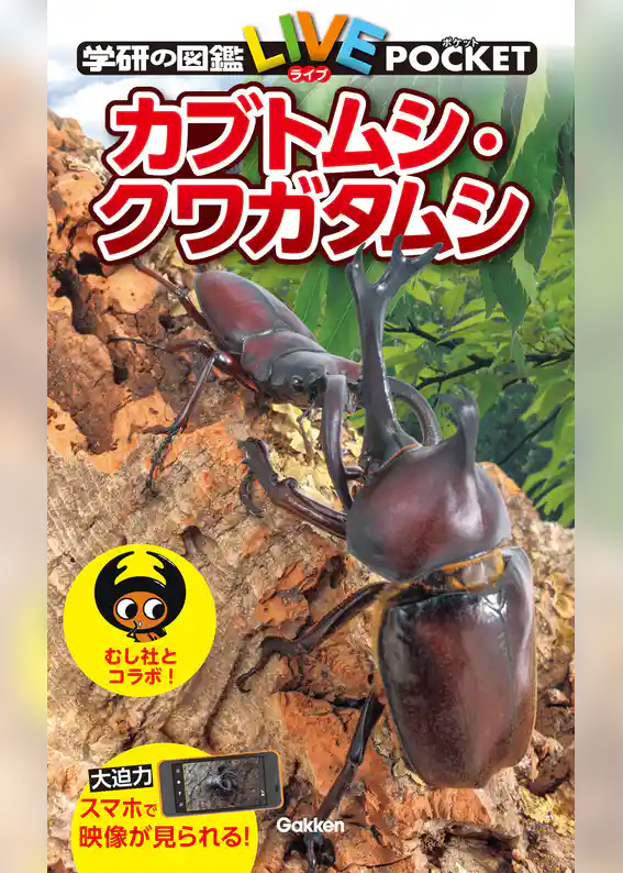 カブトムシ・クワガタムシ