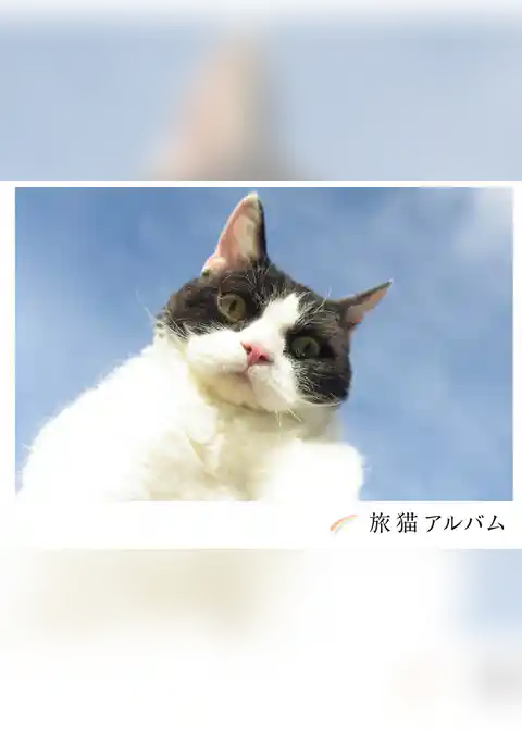 旅猫アルバム