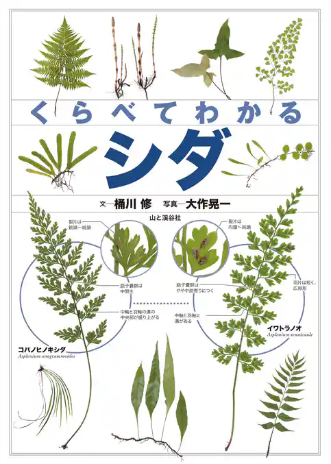 くらべてわかる シダ