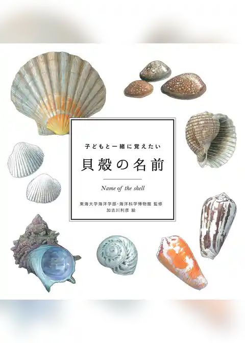 子どもと一緒に覚えたい　貝殻の名前