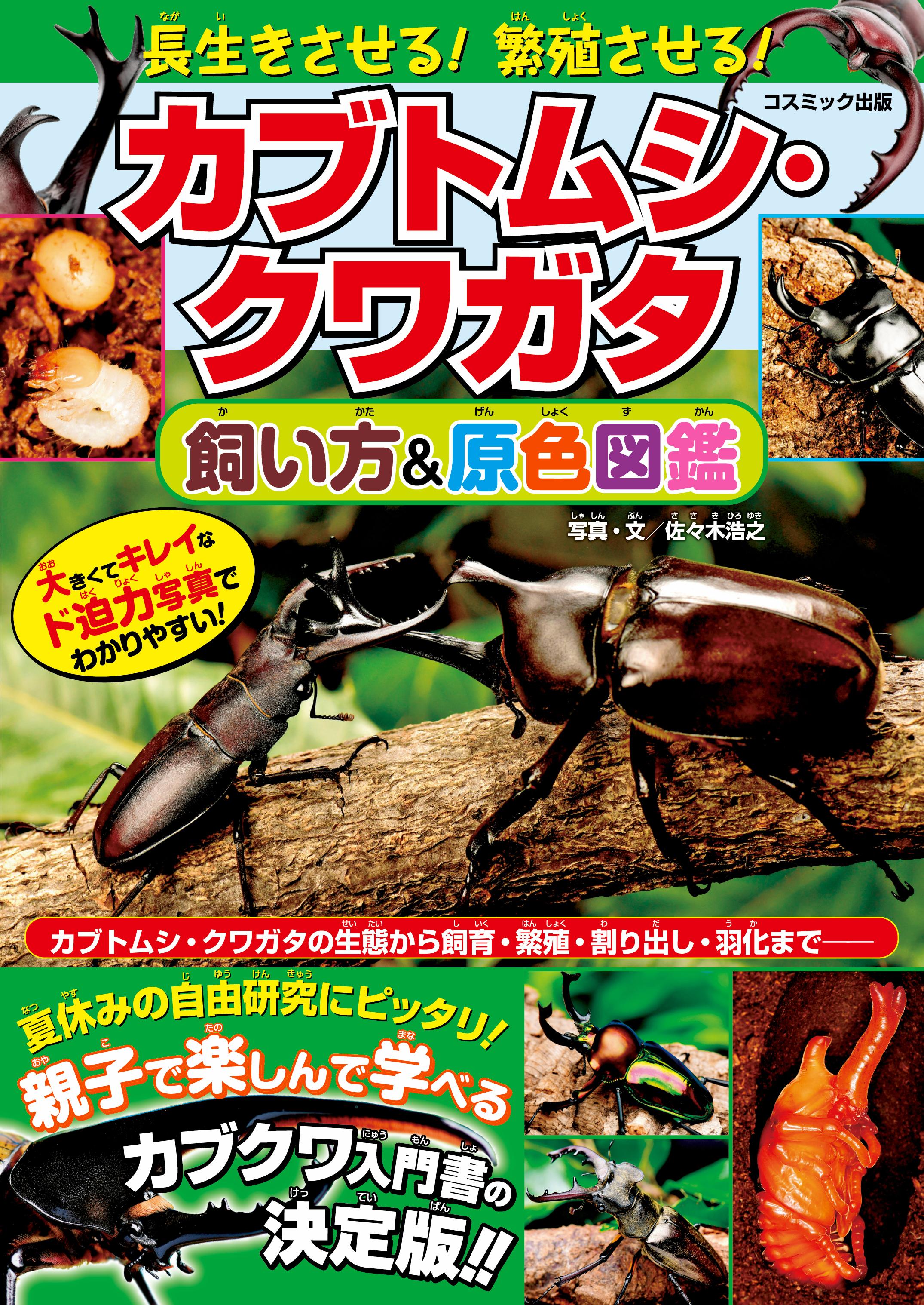 クワガタ カブト 幼虫販売 随時更新中です！