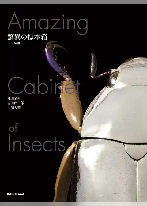 驚異の標本箱　‐昆虫‐