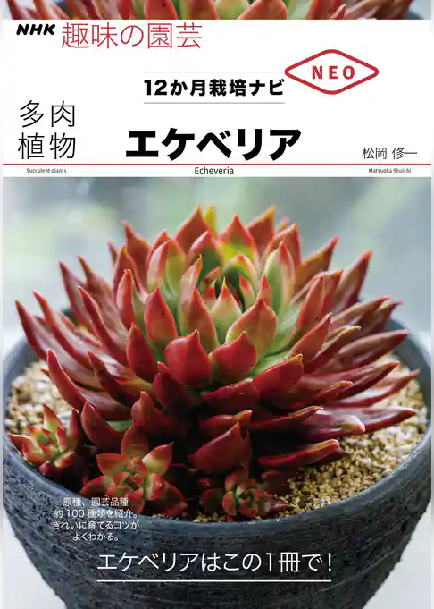 多肉植物　エケべリア