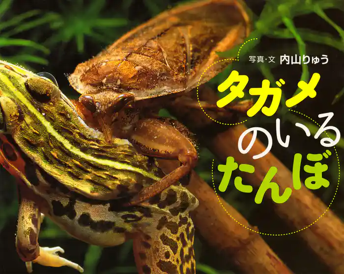 タガメのいるたんぼ