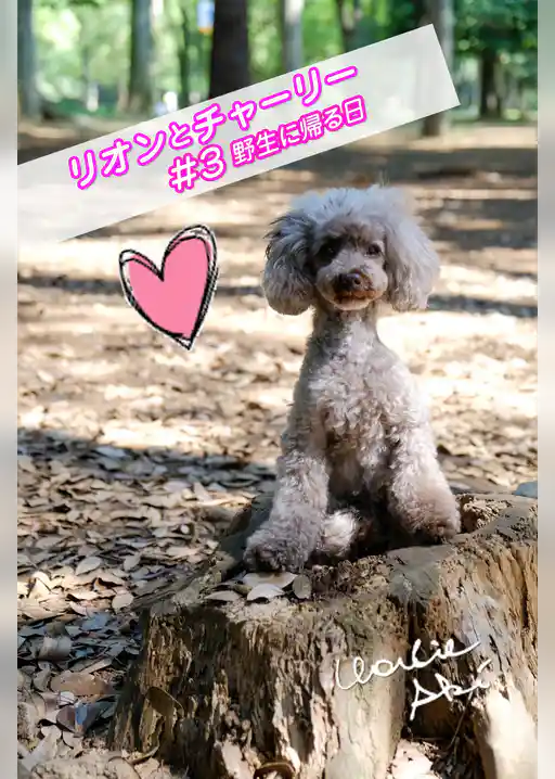 リオンとチャーリー #3野生に帰る日