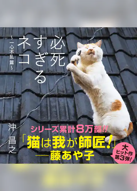 必死すぎるネコ ~ 一心不乱篇~