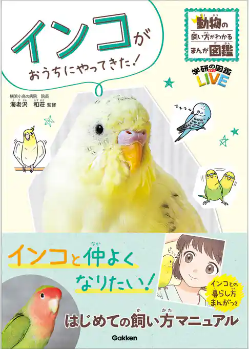 インコがおうちにやってきた！