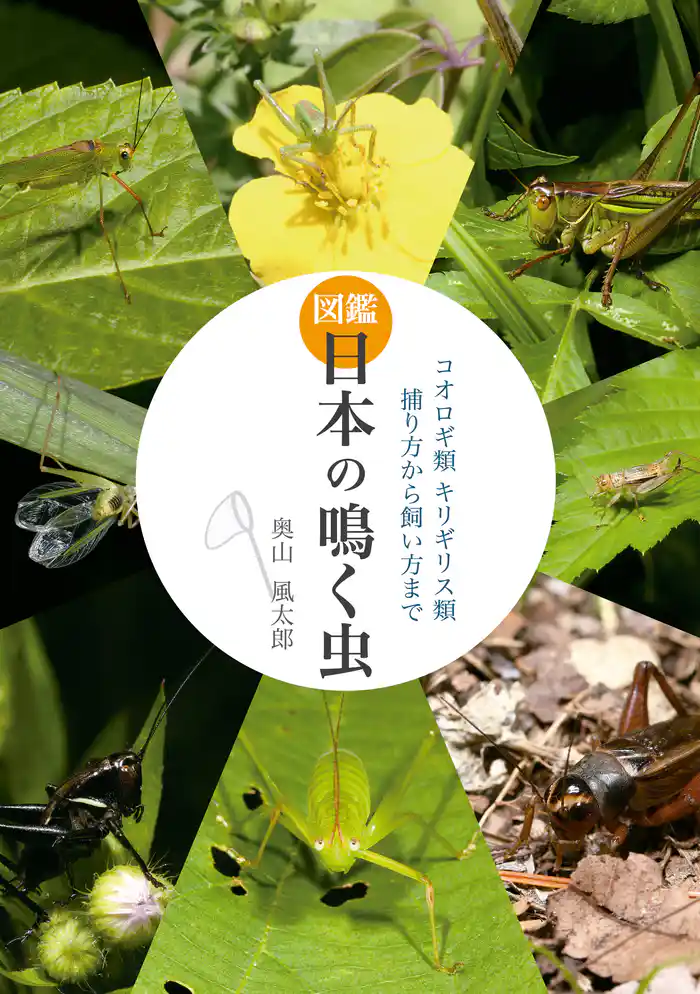 図鑑日本の鳴く虫 コオロギ類 キリギリス類 捕り方から飼い方まで