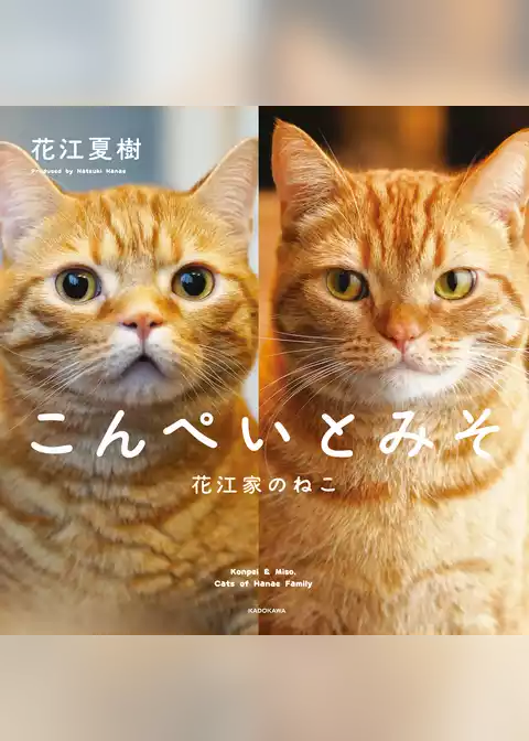 こんぺいとみそ　花江家のねこ