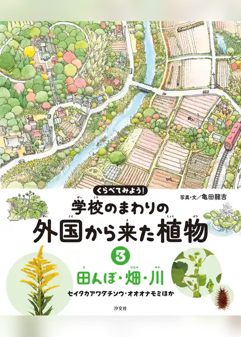くらべてみよう！ 学校のまわりの外国から来た植物