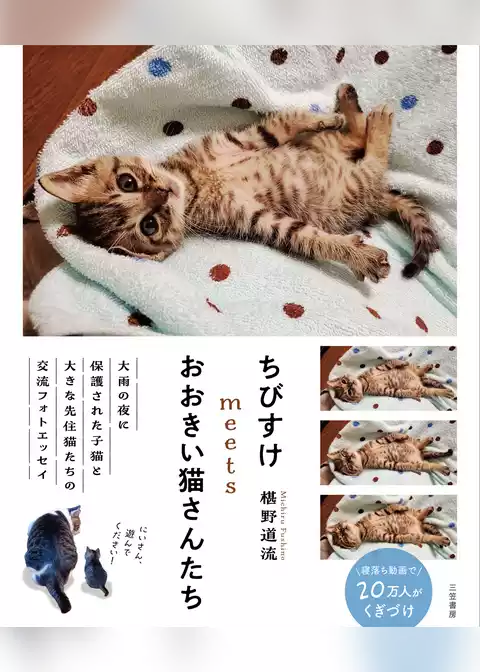 ちびすけmeetsおおきい猫さんたち