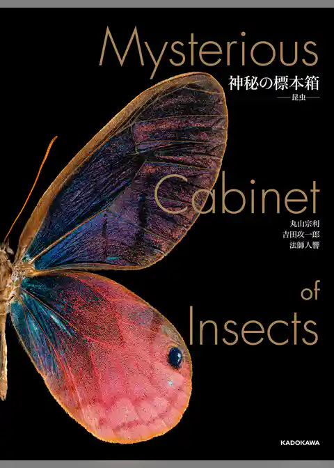 神秘の標本箱　‐昆虫‐