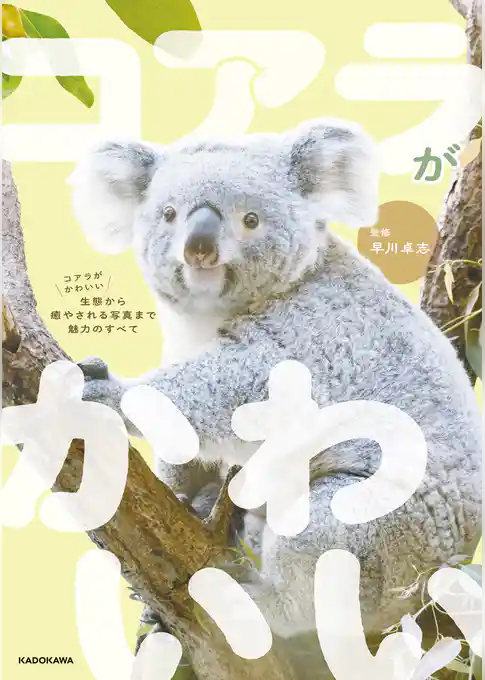 コアラがかわいい　生態から癒やされる写真まで魅力のすべて