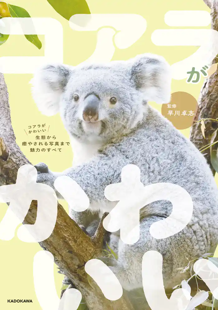 コアラがかわいい 生態から癒やされる写真まで魅力のすべて