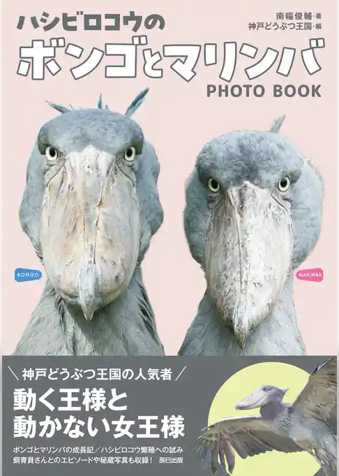 ハシビロコウのボンゴとマリンバ