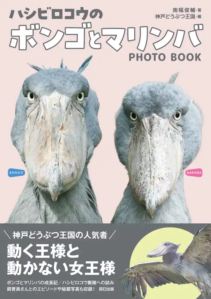 ハシビロコウのボンゴとマリンバ